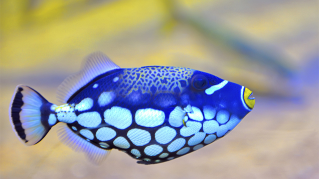 Illustration for article titled If You Don’t Like Any Of The Beautiful Fish In This List, Tell Us And We’ll Eat Them